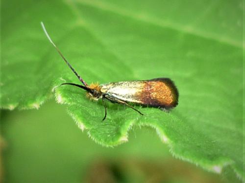Nemophora cupriacella